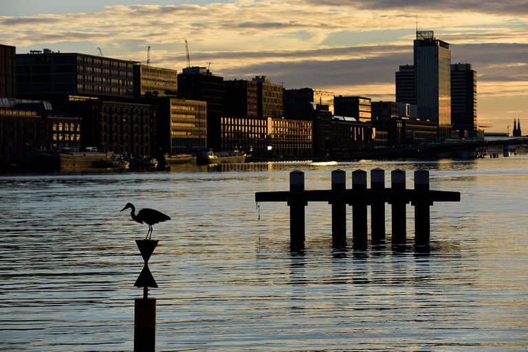 Reiger1.jpg