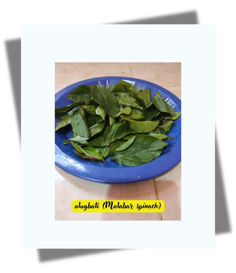 alugbati (malabar spinach).png