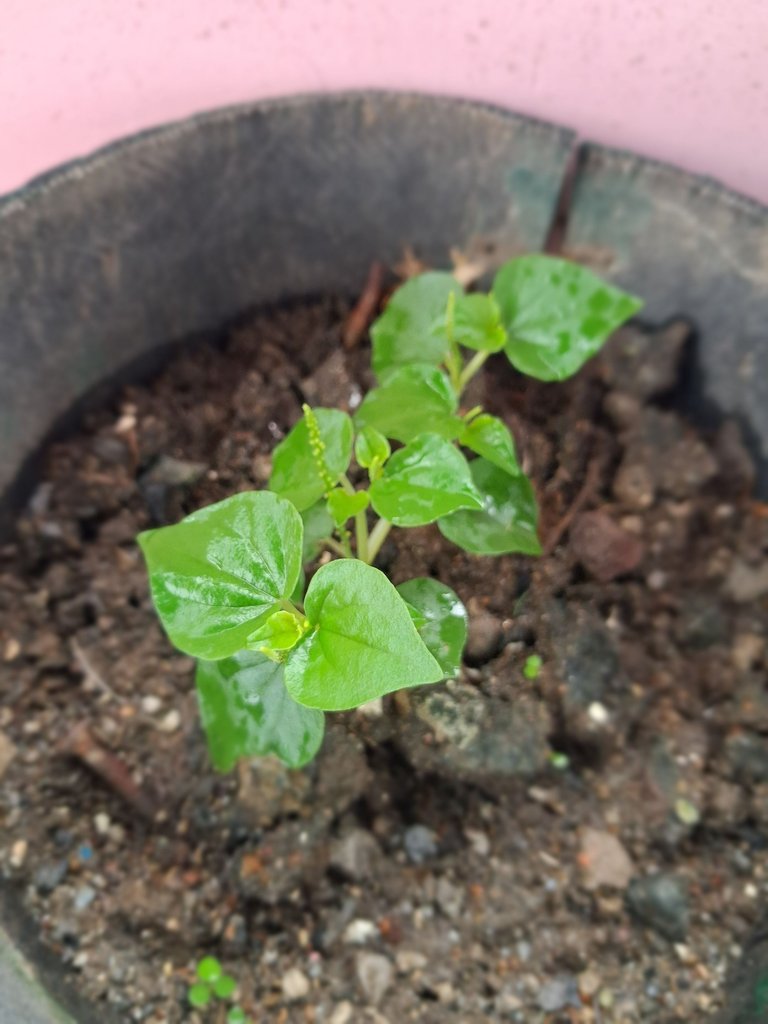 Update on Our Mini-Garden on the Roof Deck: A New Sprout, a New Plant, and More!