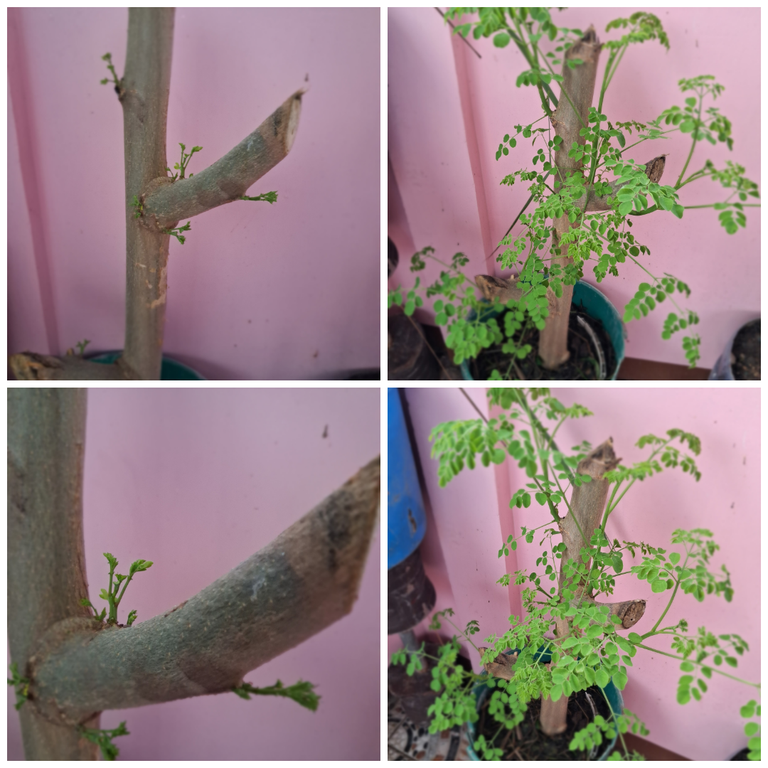 photo-collage.png (1).png