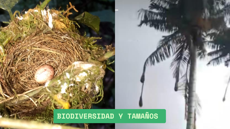 biodiversidad y tamaños (1).png