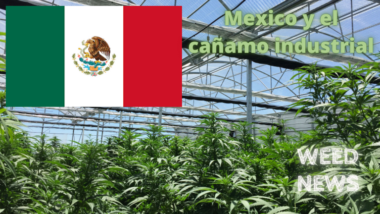 Mexico y el cañamo industrial.png
