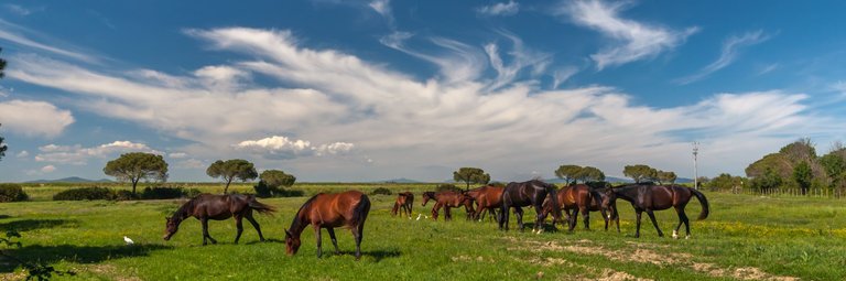 panorama-caballos-pastando-prado-verde.jpg