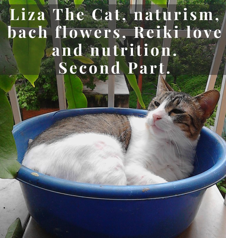 La gata Liza, una historia de naturismo, flores de bach, Reiki amor y nutrición. 2.jpg