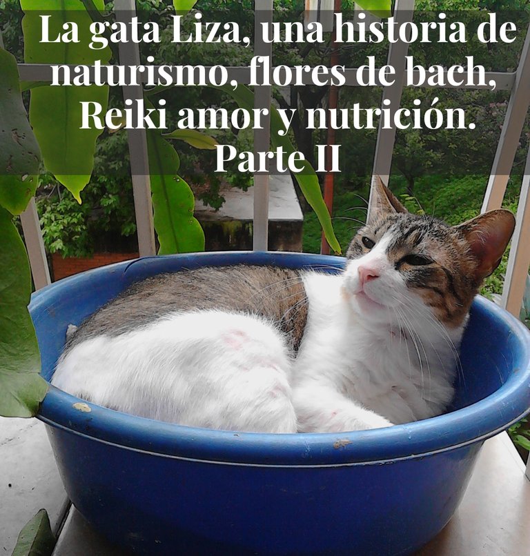 La gata Liza, una historia de naturismo, flores de bach, Reiki amor y nutrición. 1.jpg