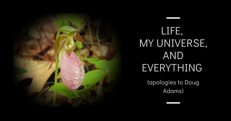 Life, My Universe, and Everything blog thumbnail.png