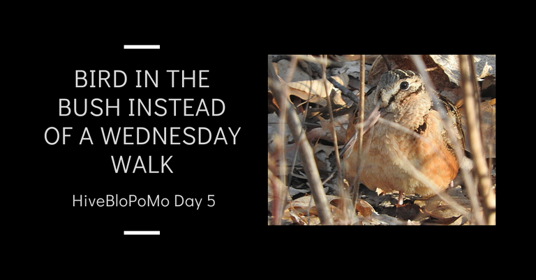 Bird in the bush instead of a Wednesday Walk blog thumbnail.png