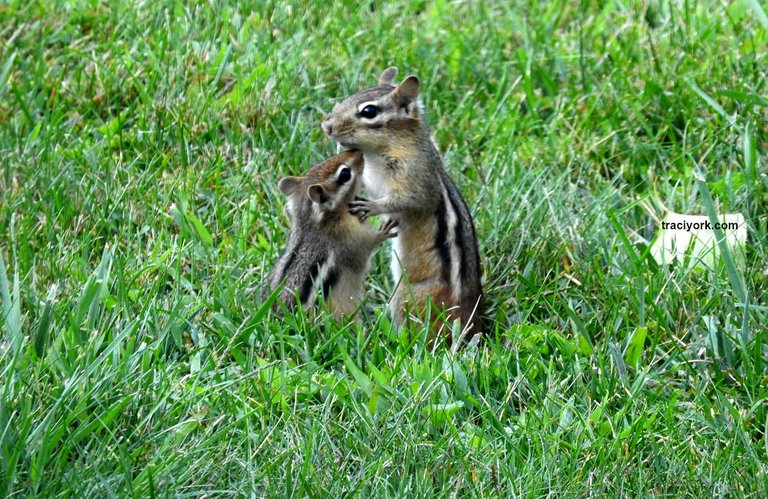 2.-Momma-and-baby-chipmunk-watermarked.jpg
