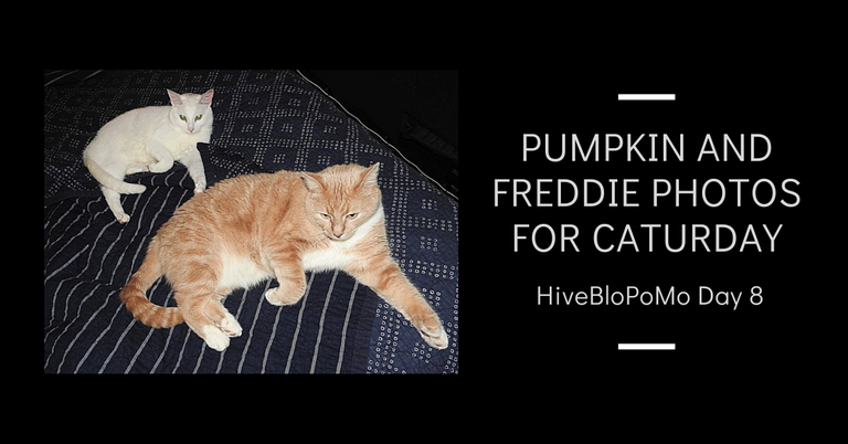 Pumpkin and Freddie Photos for Caturday blog thumbnail.png