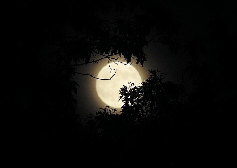 2. Full moon behind the trees.jpg