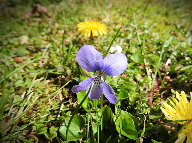 14. Blue Skies, Bugs, Blooms, and Bees.jpg