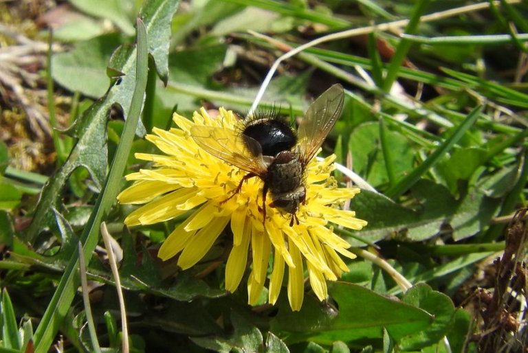 3. Blue Skies, Bugs, Blooms, and Bees.jpg