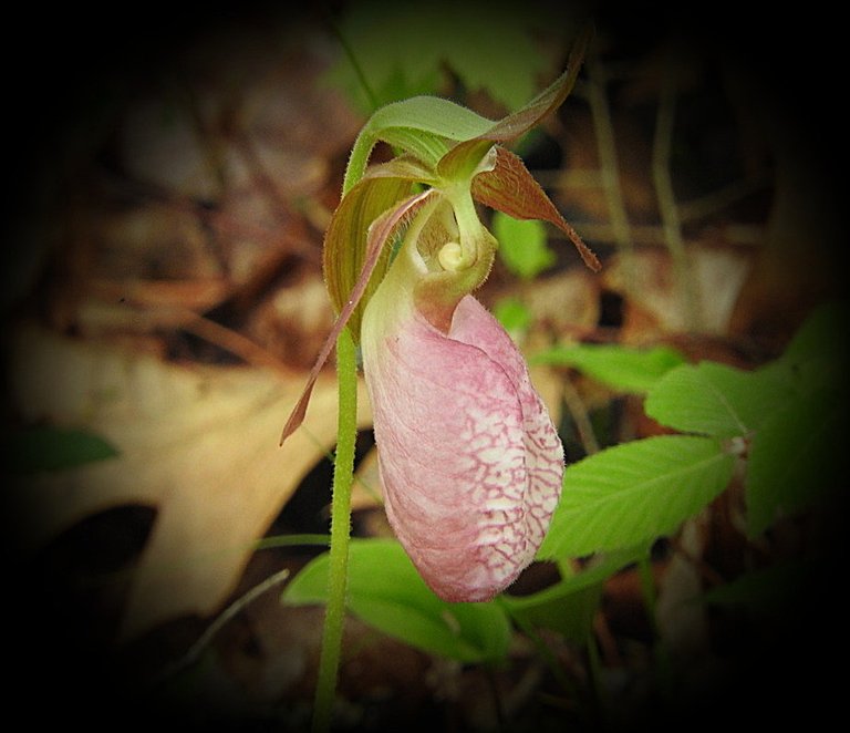 Lady Slipper 1.jpg