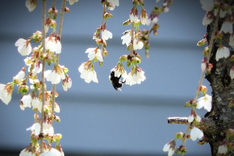 5. Blue Skies, Bugs, Blooms, and Bees.jpg