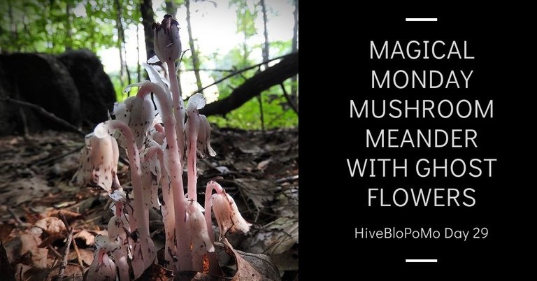 Magical Monday Mushroom Meander with Ghost Flowers blog thumbnail.jpg