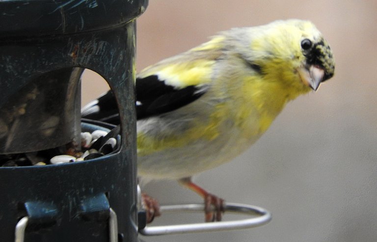 13. Fifteen Friday Feathered Friends.jpg