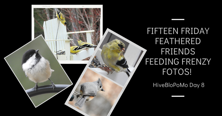 Fifteen Friday Feathered Friends Feeding Frenzy Fotos blog thumbnail.png