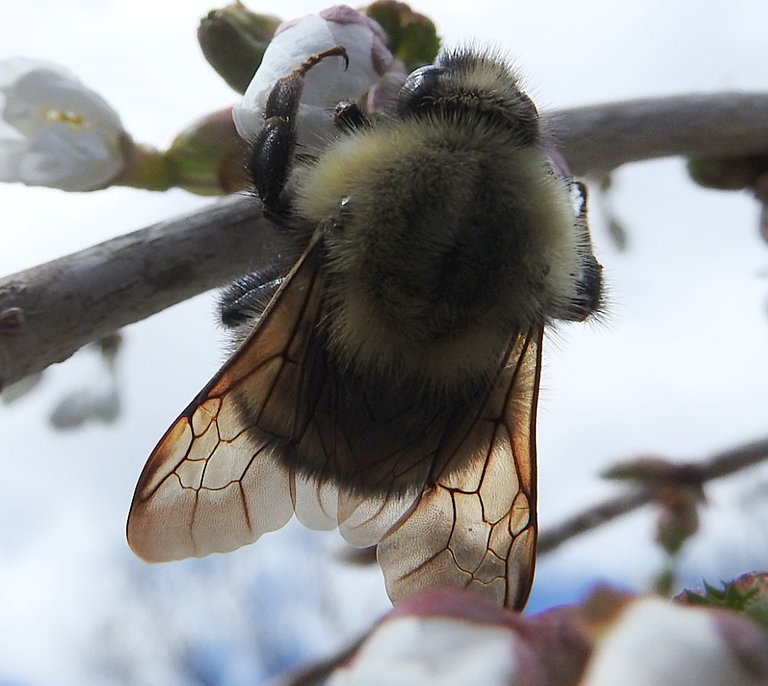 9. Blue Skies, Bugs, Blooms, and Bees.jpg