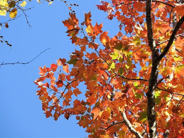 9. Fall foliage and a haunted leaf.jpg