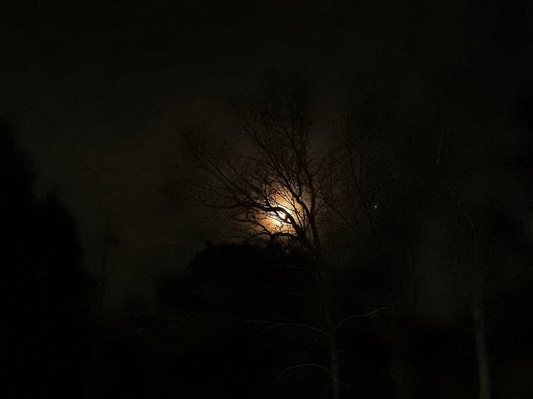 1. First Quarter Moon, November 11th, 2021.jpg