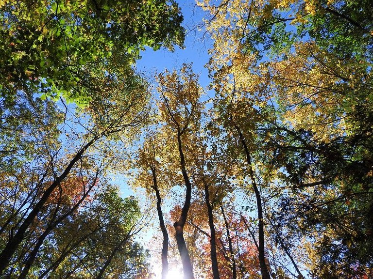 18. Fall foliage and a haunted leaf.jpg