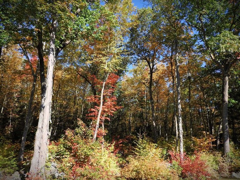 1. Fall foliage and a haunted leaf.jpg