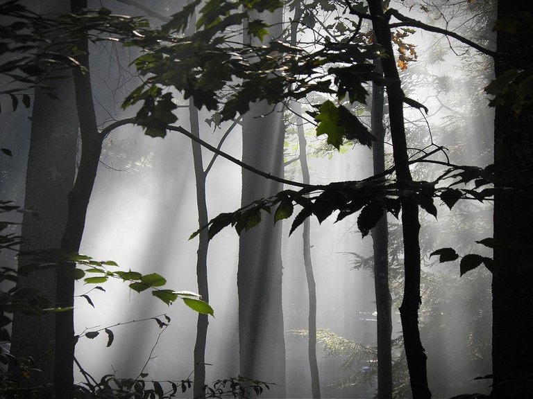 5. Misty morning woods.jpg