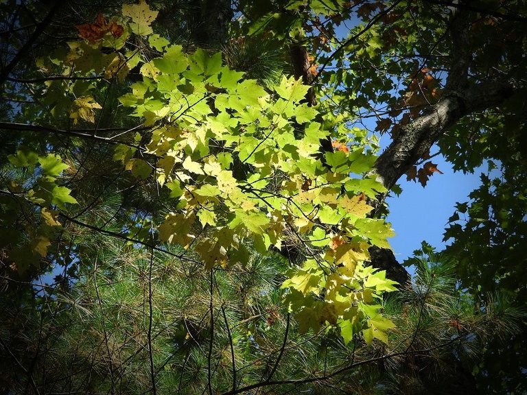 14 Fall foliage and a haunted leaf.jpg