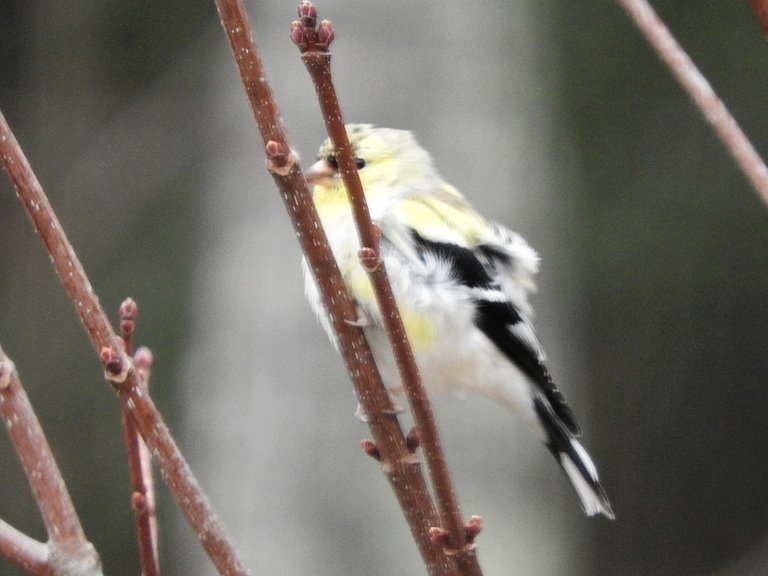 2. Fifteen Friday Feathered Friends.jpg