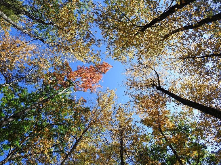 7. Fall foliage and a haunted leaf.jpg