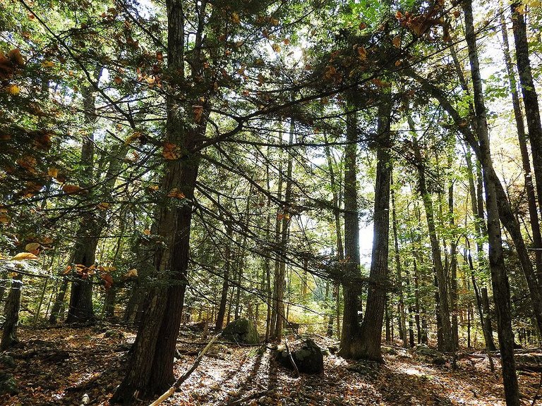 12. Fall foliage and a haunted leaf.jpg