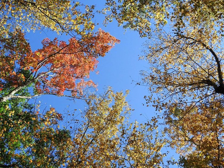 8. Fall foliage and a haunted leaf.jpg