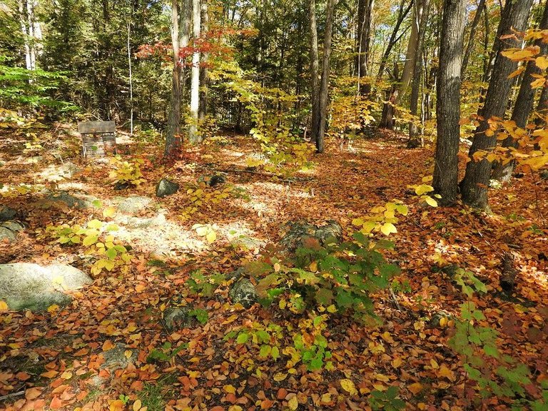 6. Fall foliage and a haunted leaf.jpg