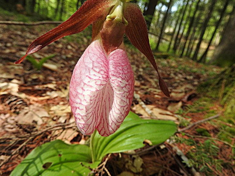 Lady Slipper 2.jpg