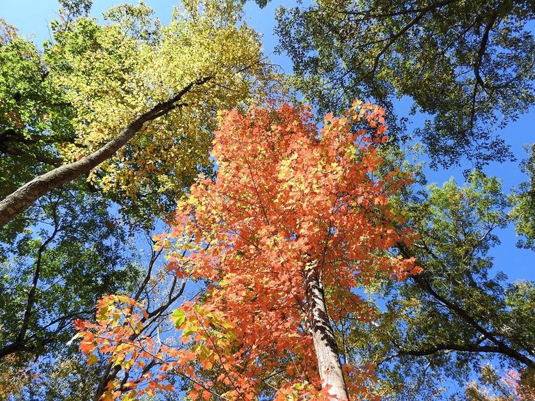 5. Fall foliage and a haunted leaf.jpg