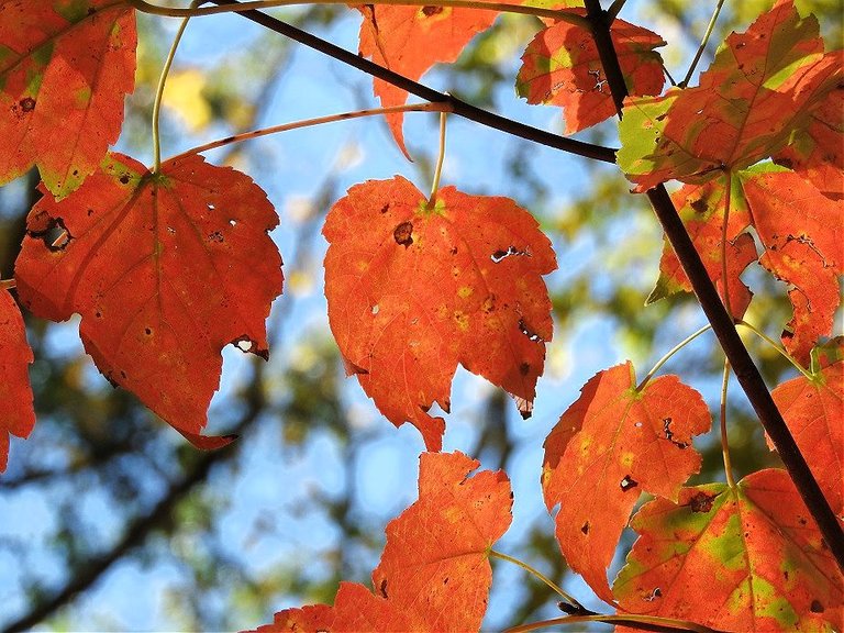 22. Fall foliage and a haunted leaf.jpg