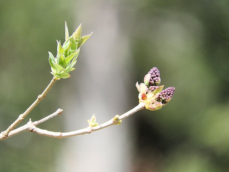 12. Blue Skies, Bugs, Blooms, and Bees.jpg