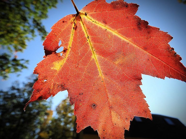 4. Fall foliage and a haunted leaf.jpg