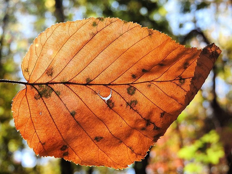 16. Fall foliage and a haunted leaf.jpg