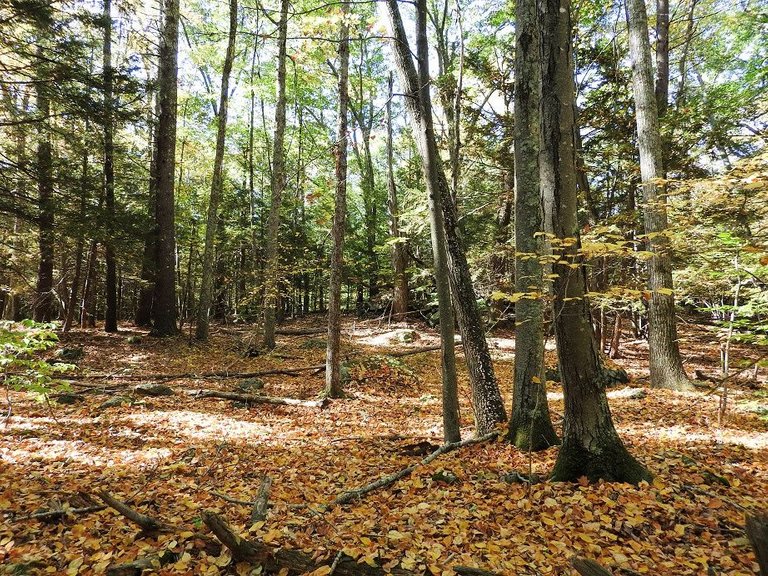 13. Fall foliage and a haunted leaf.jpg