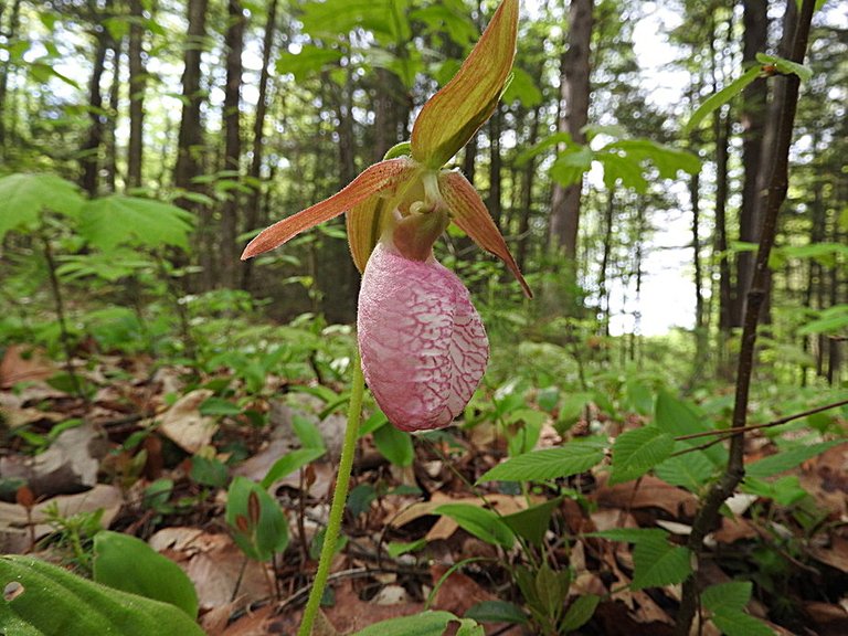 Lady Slipper 3.jpg