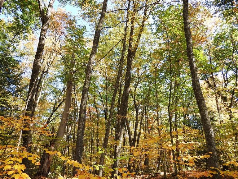 10. Fall foliage and a haunted leaf.jpg