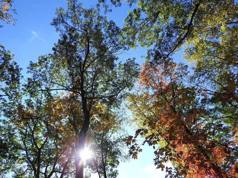 19. Fall foliage and a haunted leaf.jpg