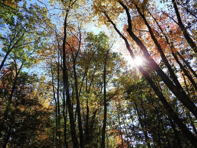 17. Fall foliage and a haunted leaf.jpg