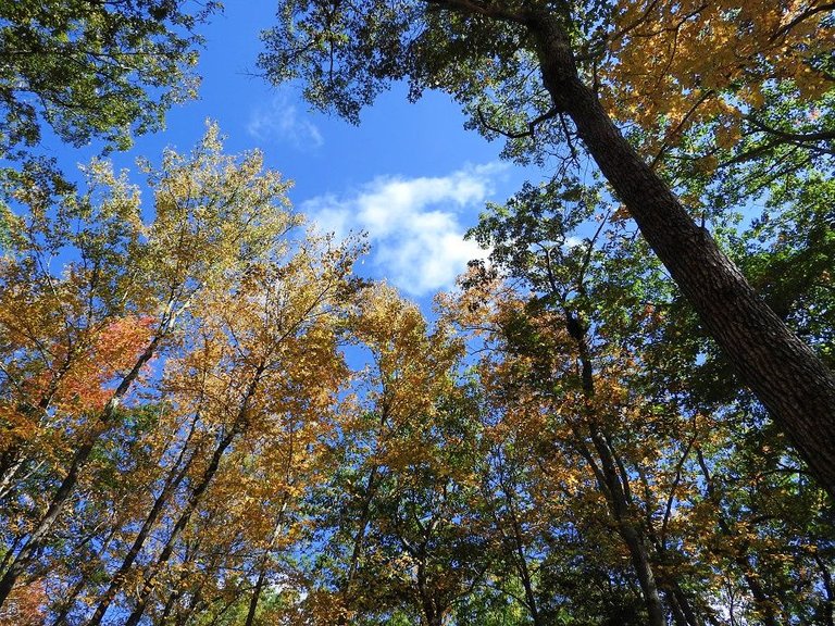 21. Fall foliage and a haunted leaf.jpg