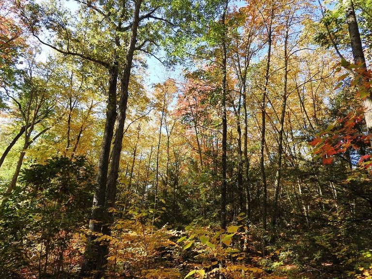 11. Fall foliage and a haunted leaf.jpg