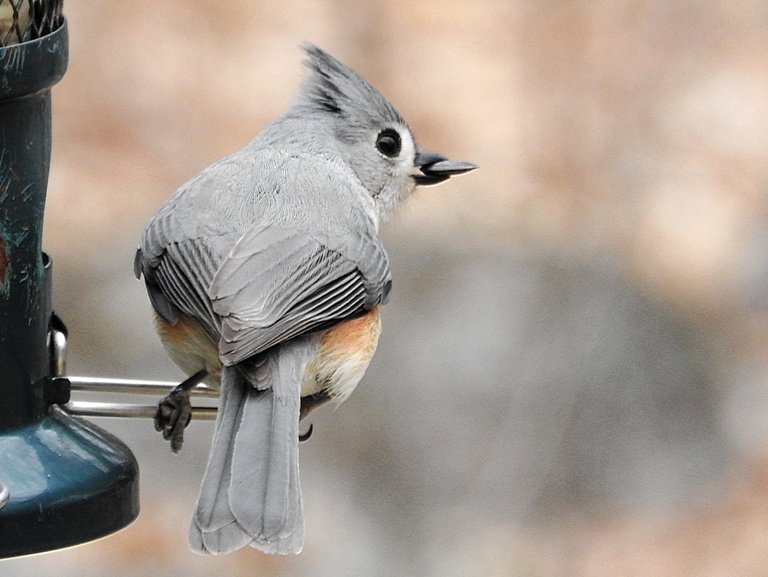 3. Fifteen Friday Feathered Friends.jpg