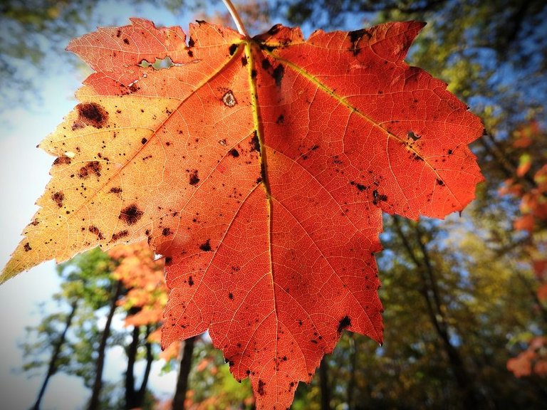 20. Fall foliage and a haunted leaf.jpg