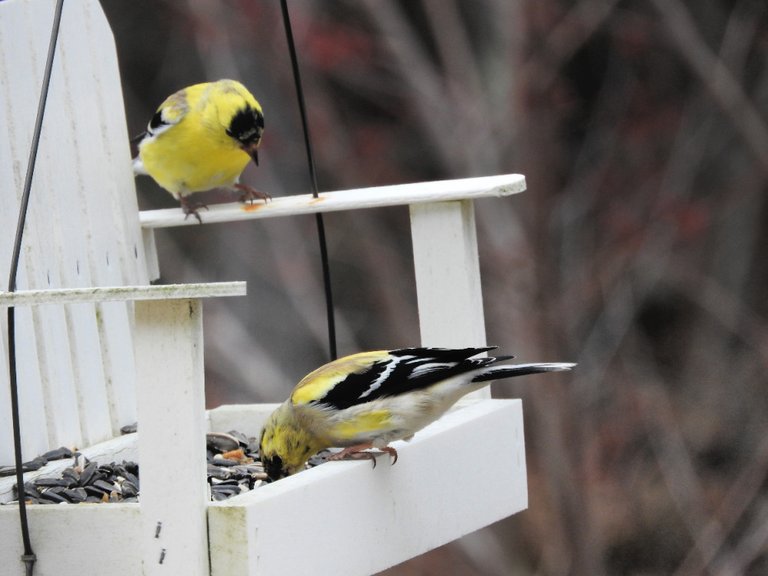 5. Fifteen Friday Feathered Friends.jpg