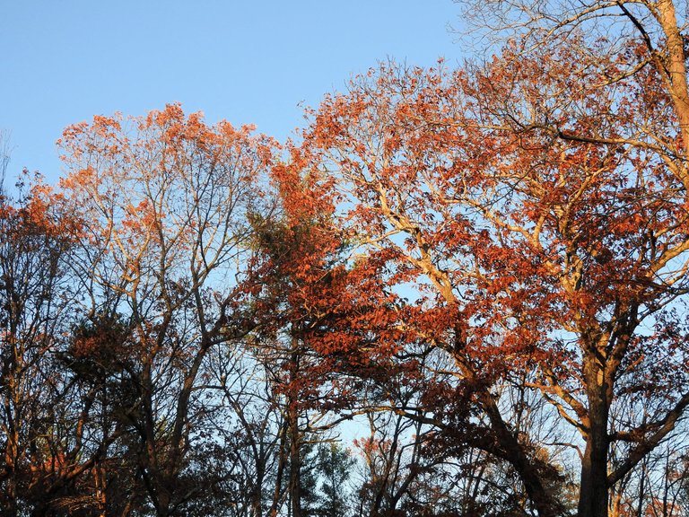 6. The Autumn Gloaming.jpg